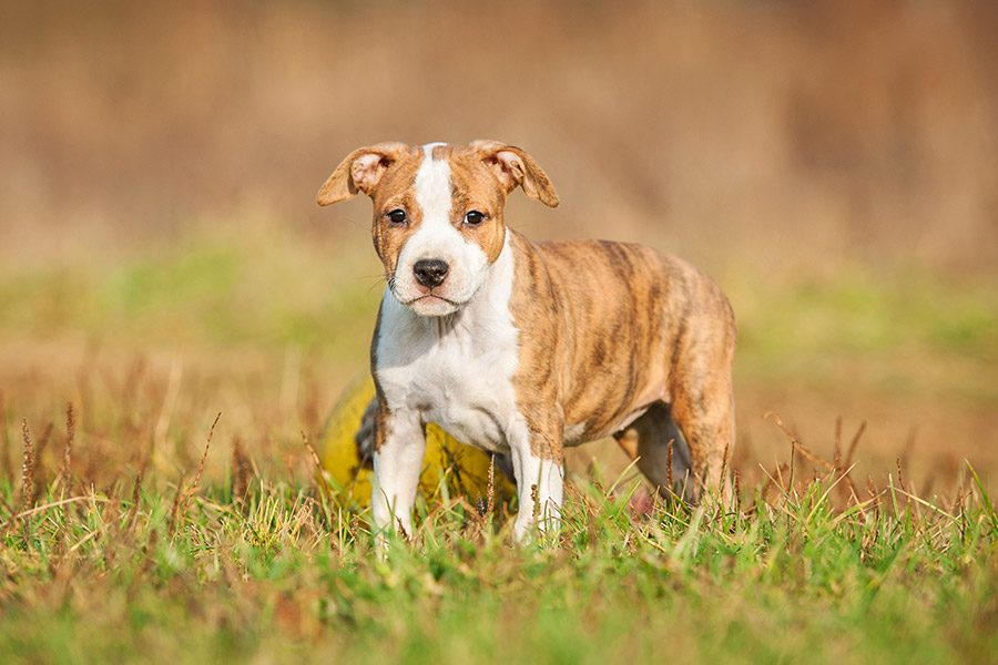 amerikaanse-staffordshire-terrier-puppy