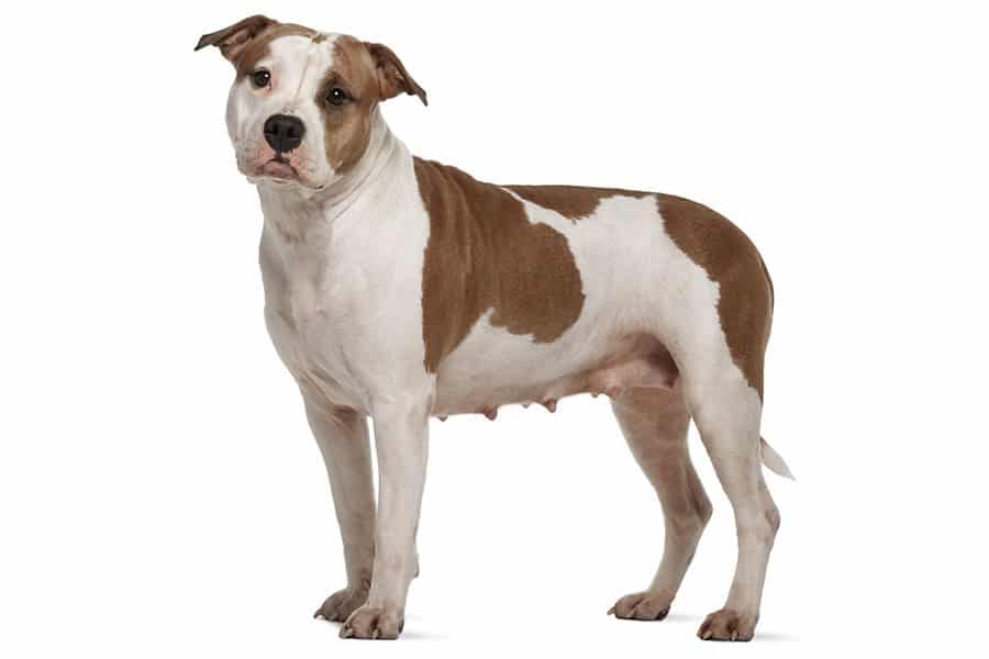 amerikaanse staffordshire terrier uiterlijke kenmerken