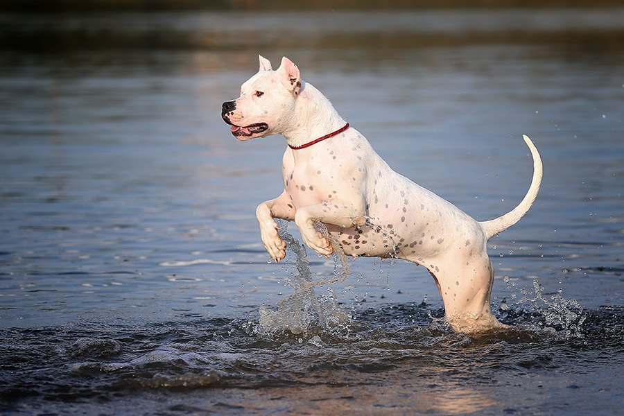 argentijnse dog rent door water