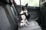 autogordel voor honden