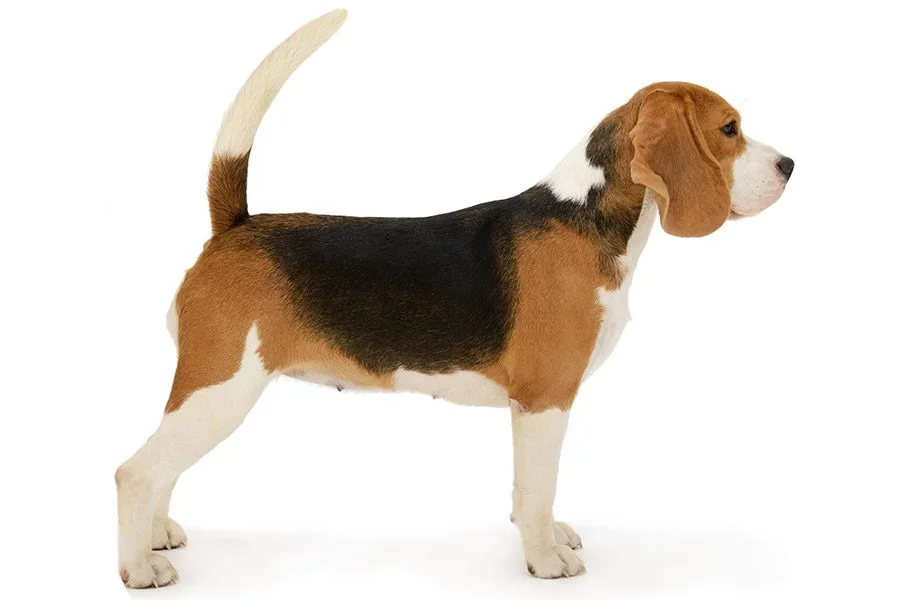beagle uiterlijke kenmerken