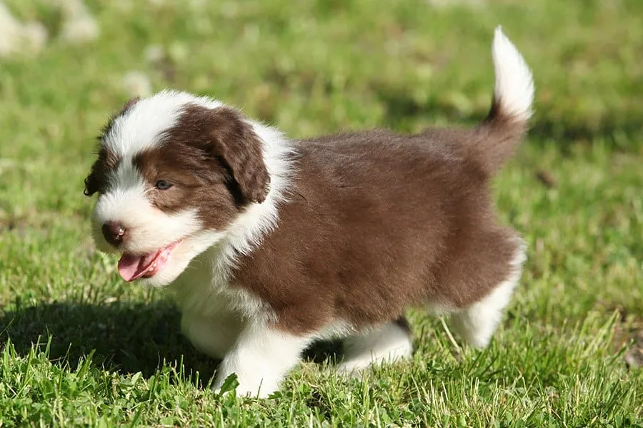 bearded collie puppy