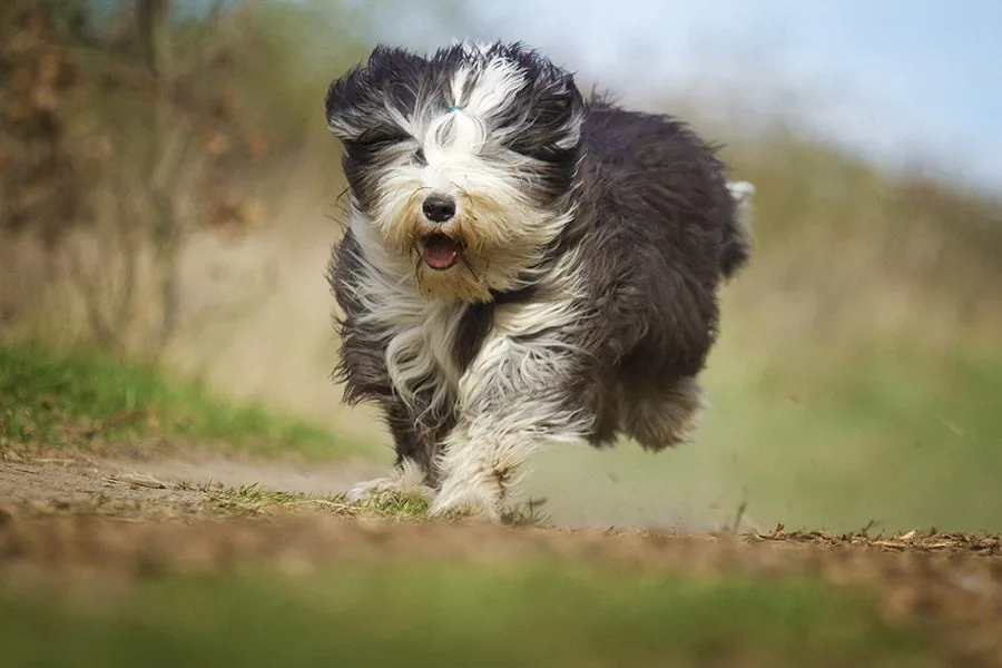 bearded collie rent