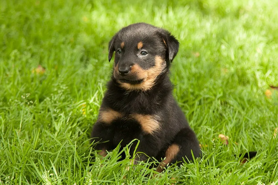 beauceron puppy