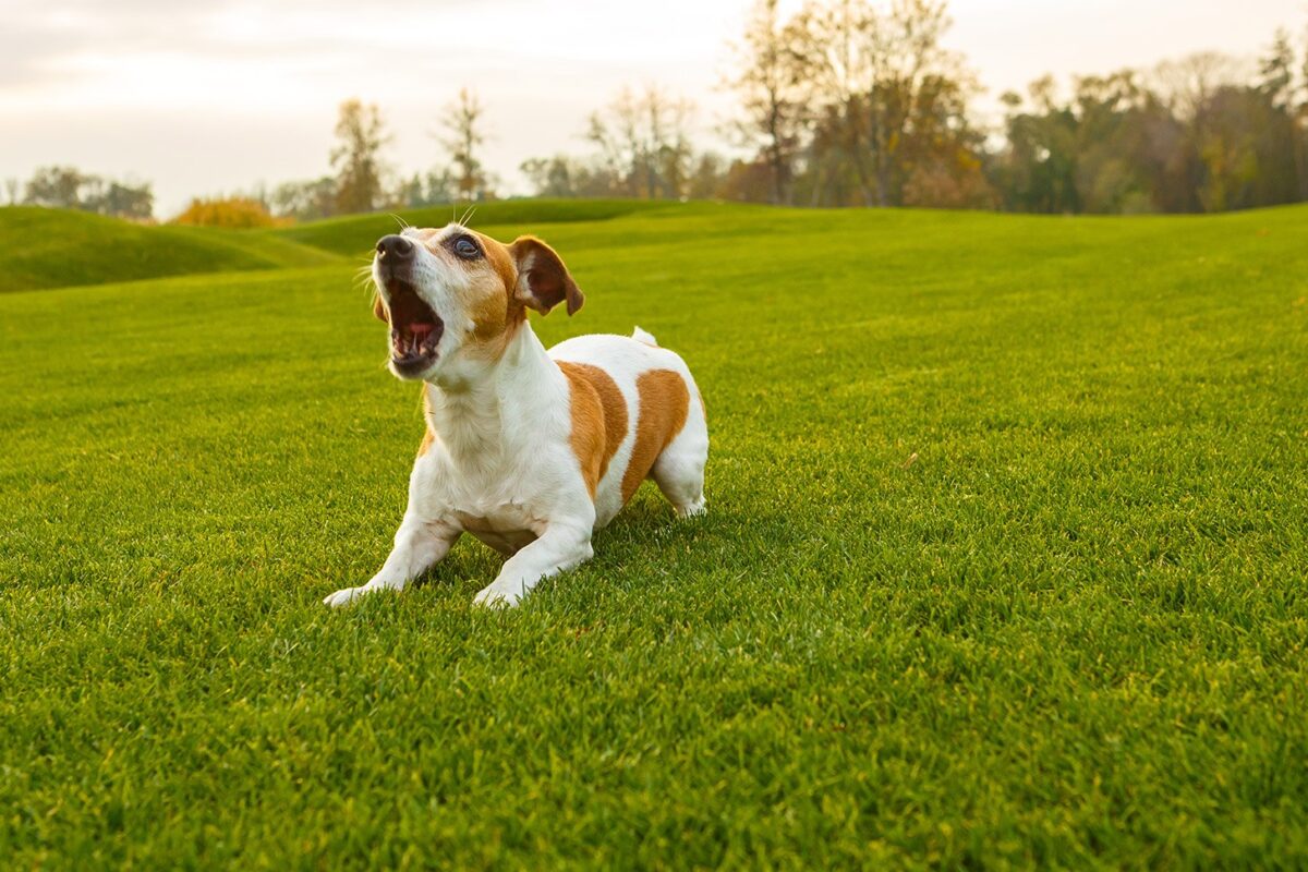 Waarom Blaft Je Hond Gelukkige Honden