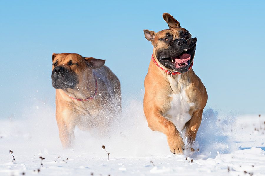 boerboel honden rennen door sneeuw