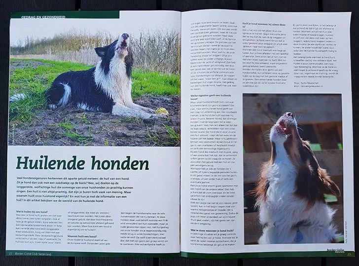 border collie club nederland magazine 2