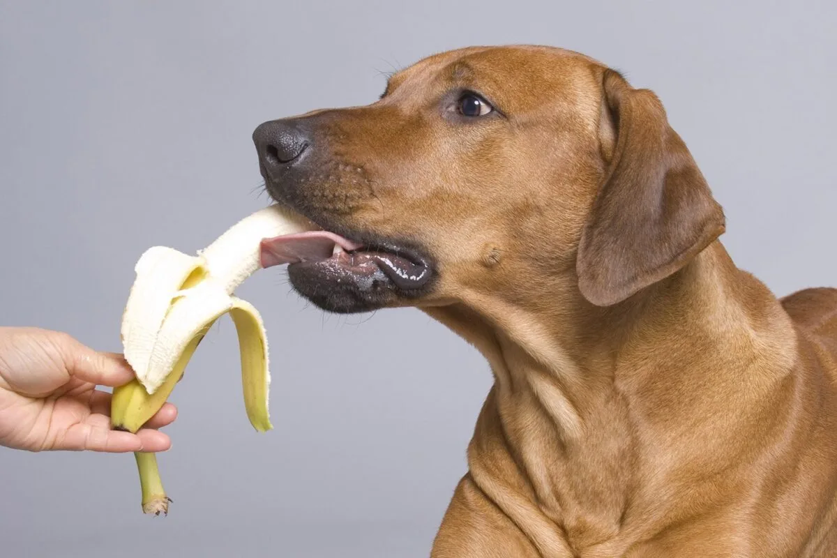 bruine hond eet banaan