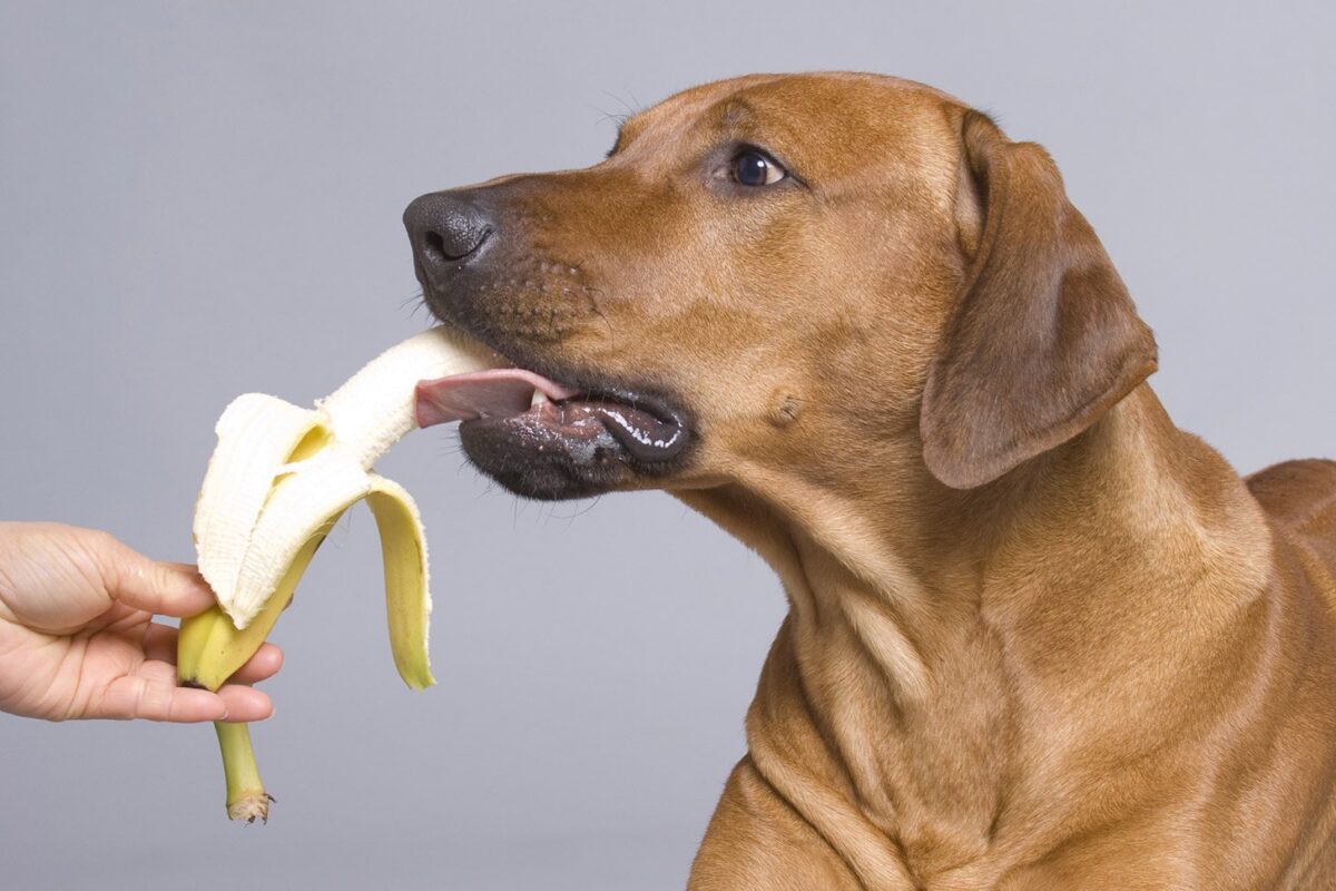 bruine hond eet banaan
