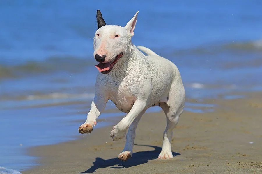bull terrier rent op strand