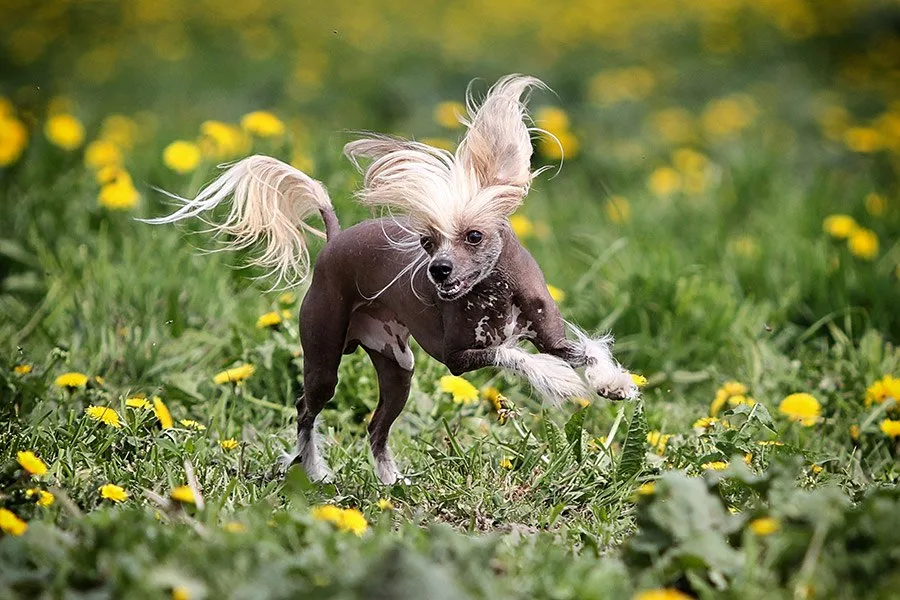 chinese naakthond rent op gras