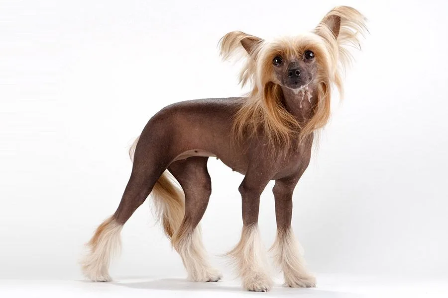 chinese naakthond uiterlijk