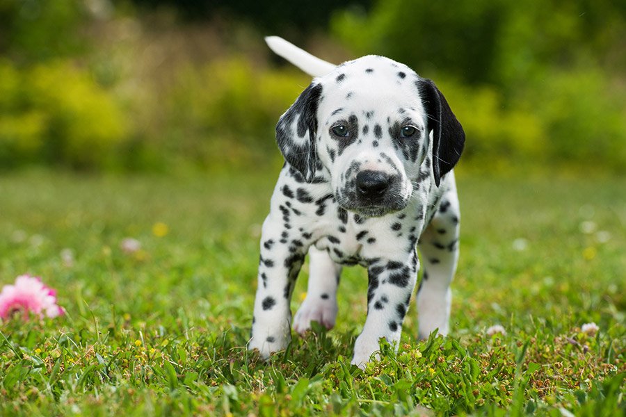 dalmatier puppy