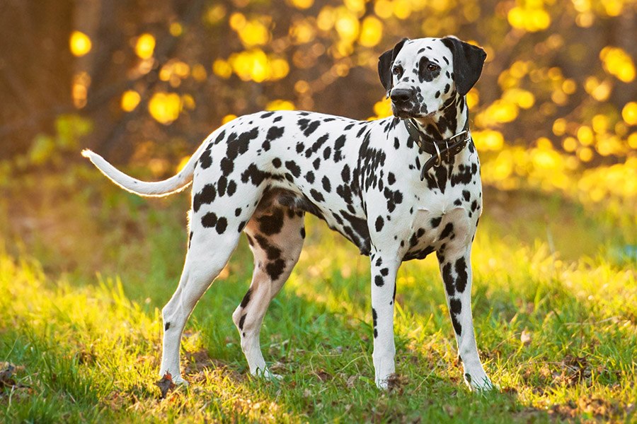 onder lijst Elektropositief Dalmatiër • Gelukkige Honden