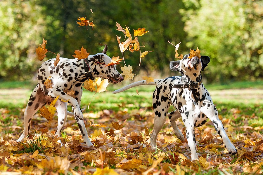dalmatiers spelen met bladeren