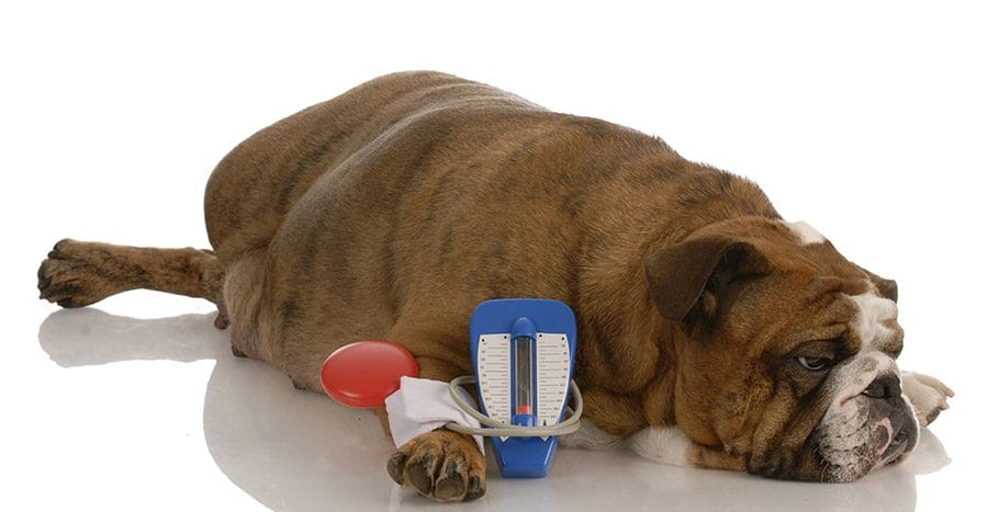 diabetes hond behandeling