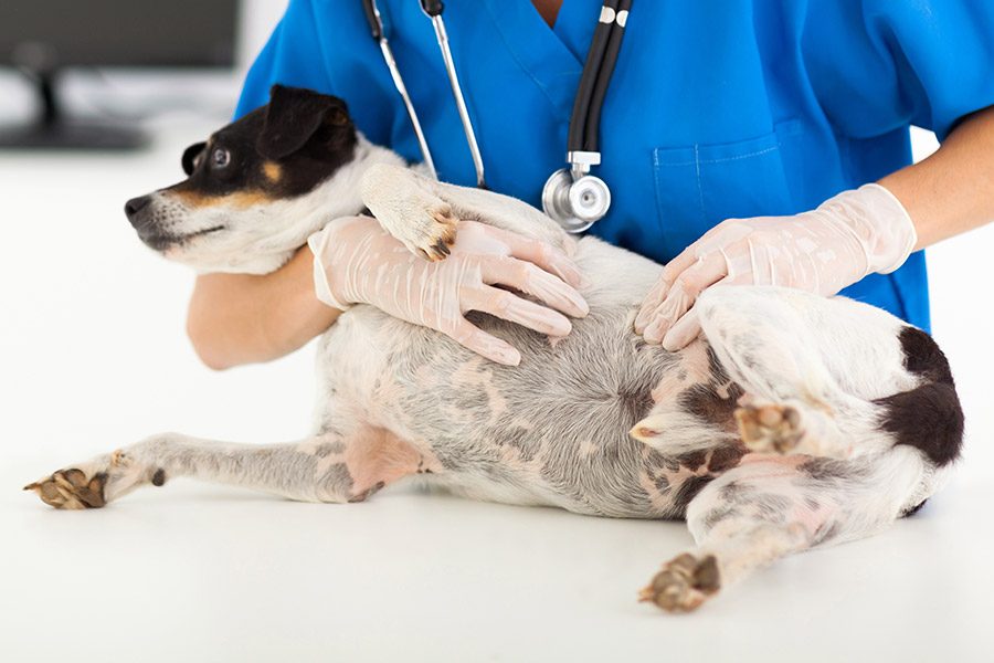 dierenarts behandeld hond met droge huid