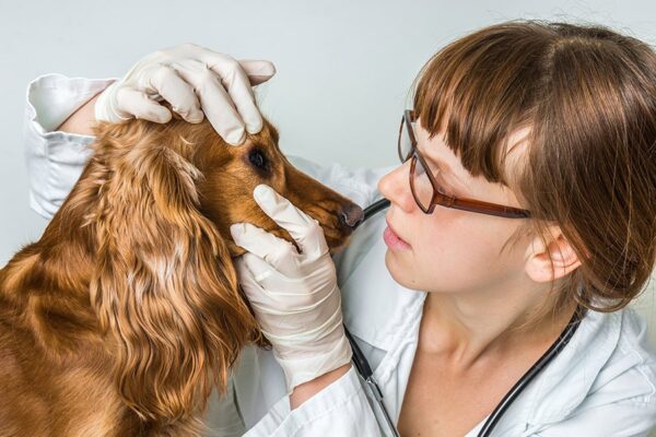 dierenarts onderzoekt hond met oogproblemen
