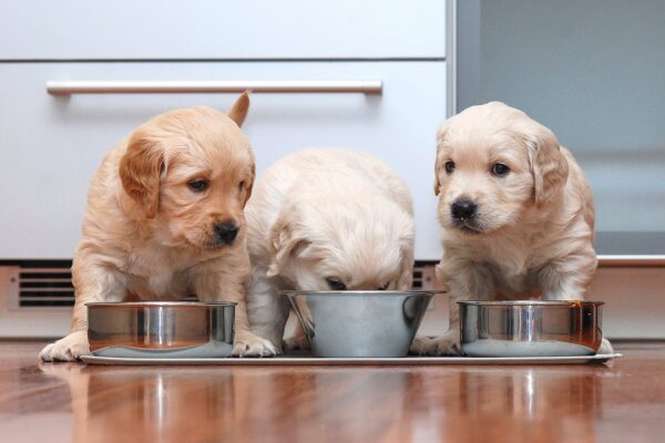 drie puppies eten hondenvoer uit metalen voerbakken
