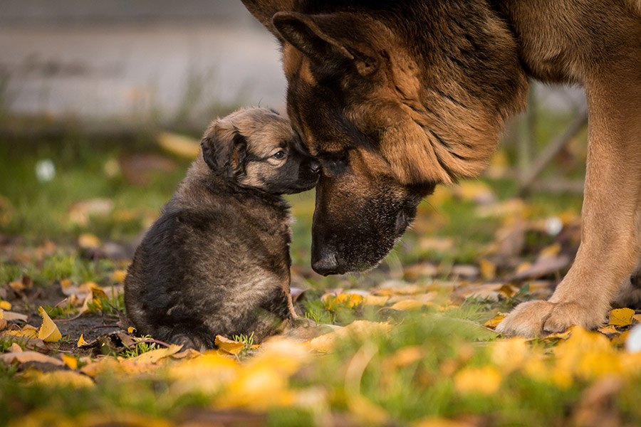duitse herder pup met moeder