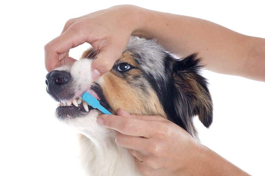 gebitsverzorging honden