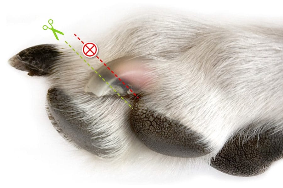 hoe nagels hond knippen