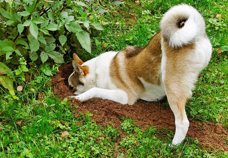 hond afleren te graven