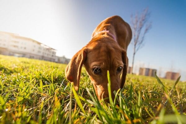 hond eet poep in gras