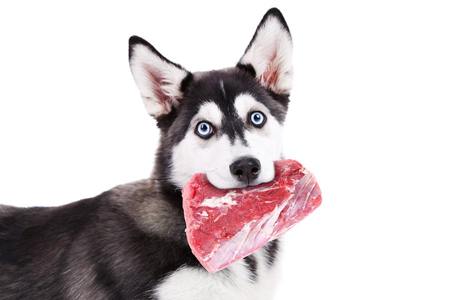 hond eet vlees