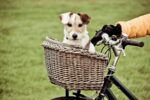 hond in de fietsmand