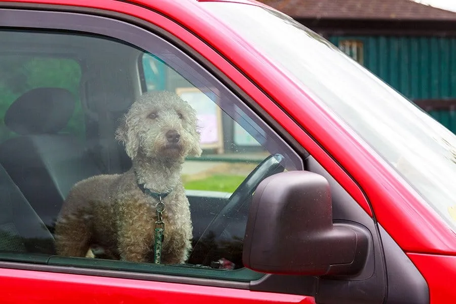 hond in hete auto
