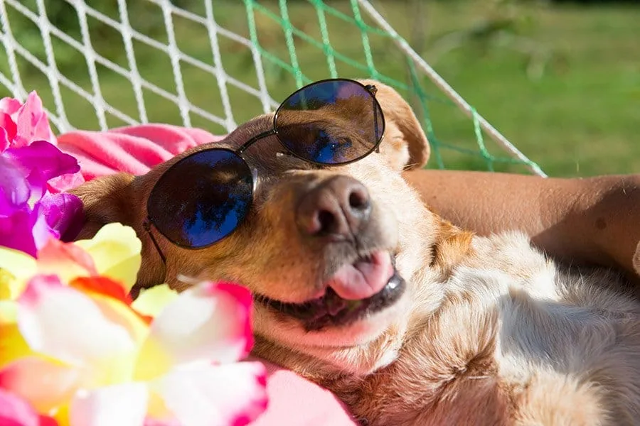 hond lente zonnebril