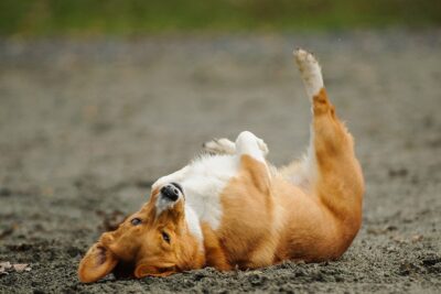 hond rolt in de modder
