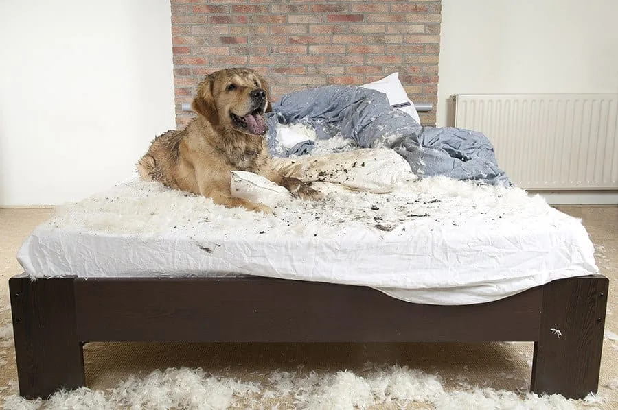 hond sloopt bed
