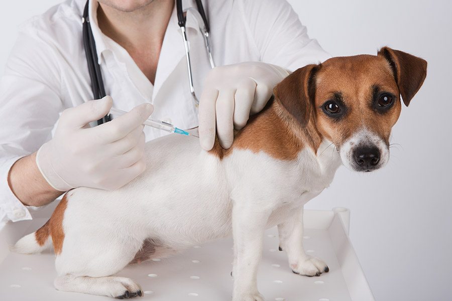 hond vaccineren