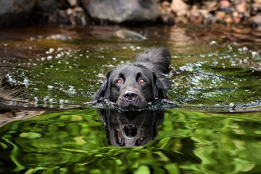 hond zwemt