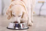 honden voeding