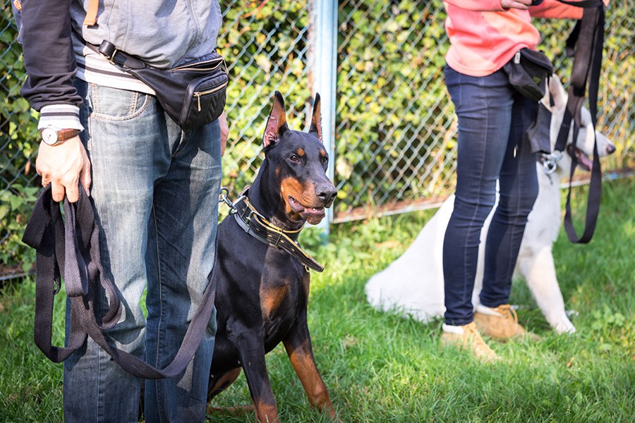 hondenbaasje traint hond op hondenschool