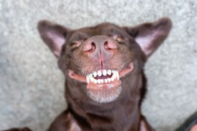 lachende hond