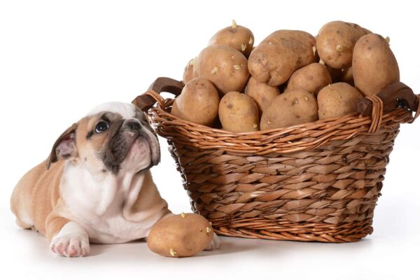 mag hond aardappels eten