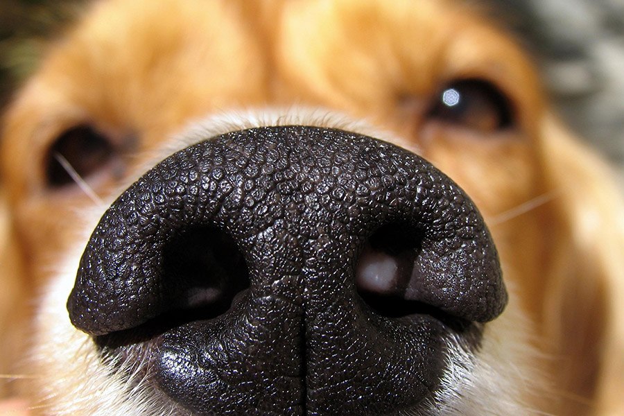 neus van hond