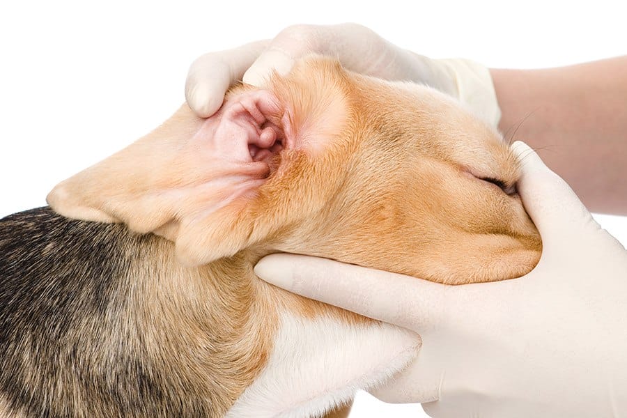 oorontsteking bij hond