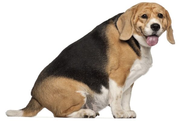 overgewicht bij honden