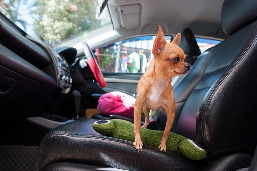 oververhitting hond in auto