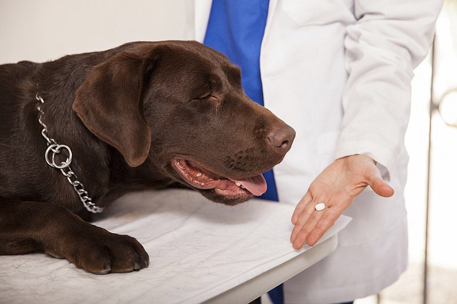 Subsidie schommel Eerbetoon Pijnstilling voor honden • Gelukkige Honden