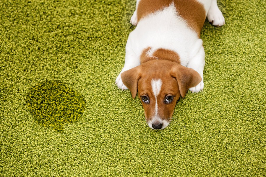puppy geplast op tapijt
