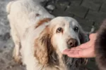 ruikt een hond angst bij mensen