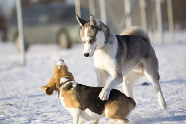 siberische husky is dominant over kleinere hond