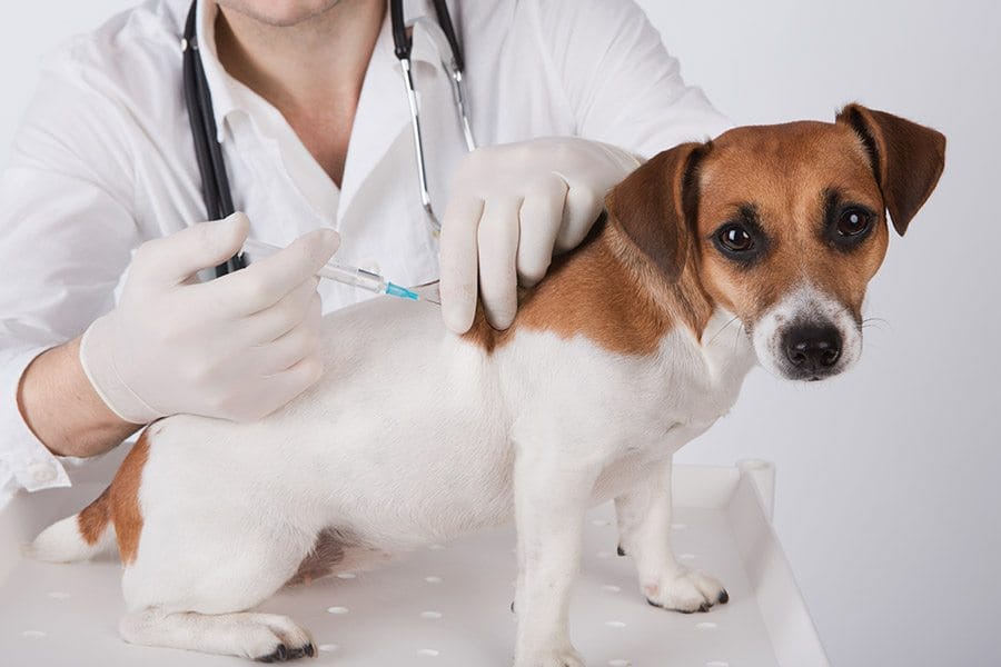 vaccinaties hond