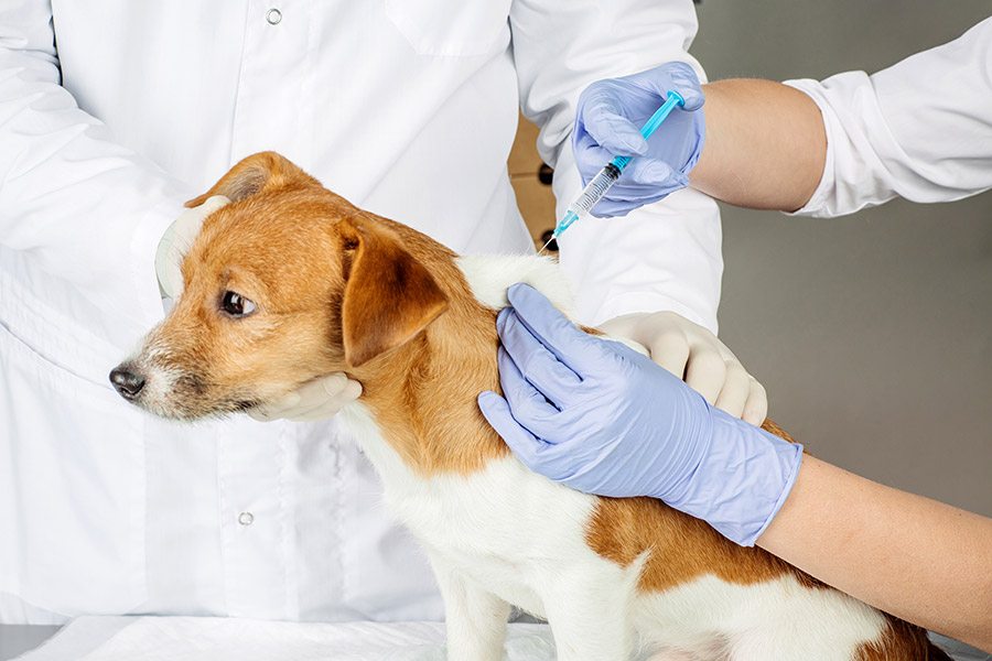 vaccinatieschema pups volwassen honden